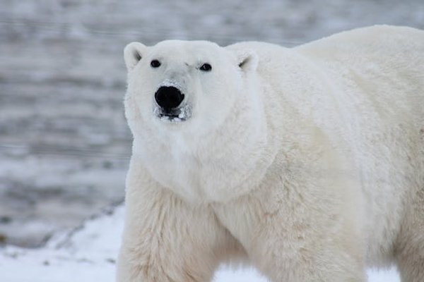 Comment planifier une expédition pour observer les ours polaires en Arctique ?