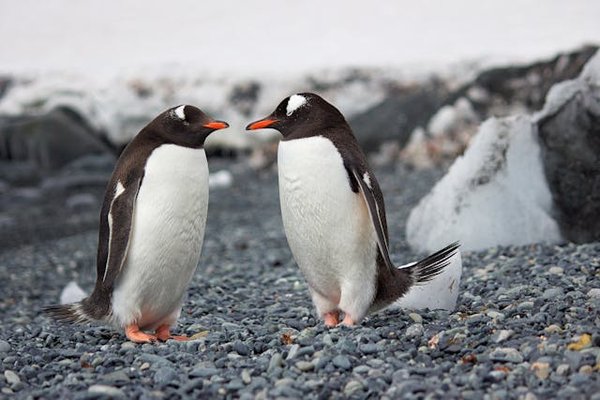 Où observer les manchots empereurs en Antarctique ?